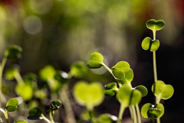 Taze yeşil fideler sağlıklı ekolojik gıda mikro yeşillikleri yetiştiriyor.