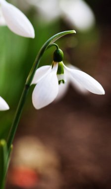 Bahar ormanındaki kardamlalarına yakın.