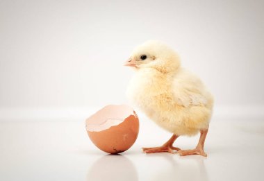 Beyaz üzerine tatlı bebek tavuk.