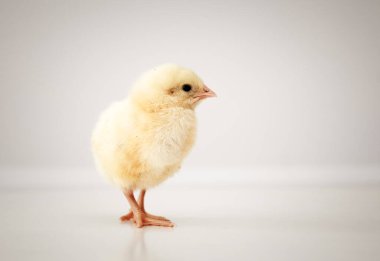 Beyaz üzerine tatlı bebek tavuk.