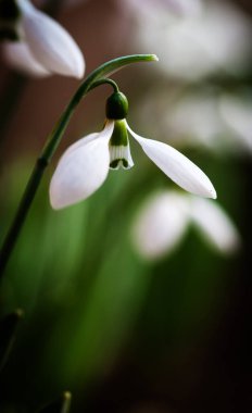 Bahar ormanındaki kardamlalarına yakın.
