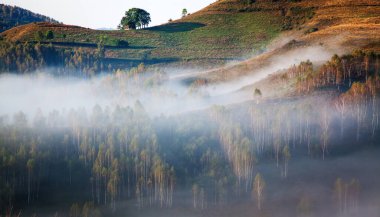 Dağlarda sisli bir bahar sabahı - Apuseni dağları, Transilvanya