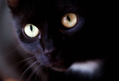 Şaşırmış siyah bir kedinin yakın plan portresi.