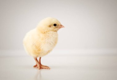 Beyaz üzerine tatlı bebek tavuk.