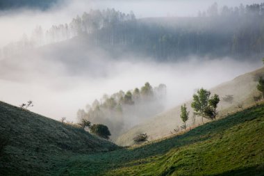  Dağlar sisli bahar sabahı - Apuseni dağları, Transilvanya