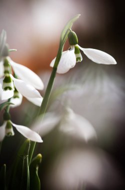 Bahar ormanındaki kardamlalarına yakın.