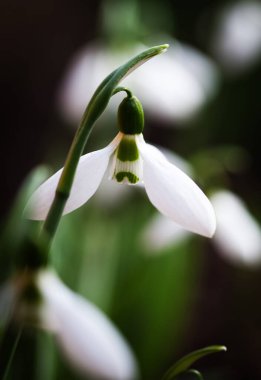Bahar ormanındaki kardamlalarına yakın.
