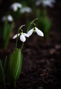 Bahar ormanındaki kardamlalarına yakın.