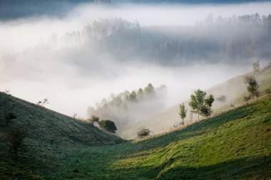  Dağlar sisli bahar sabahı - Apuseni dağları, Transilvanya