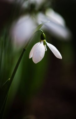 Bahar ormanındaki kardamlalarına yakın.