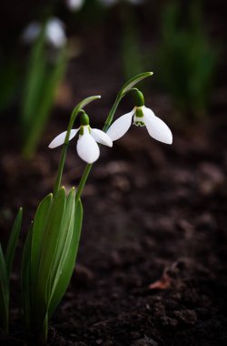 Bahar ormanındaki kardamlalarına yakın.