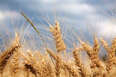 Olgun buğday tarlası ve koyu mavi gökyüzü