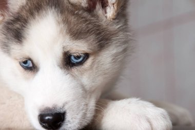 Sibirya kurt köpeği. 