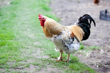 Çiftlikteki horoza yakın çekim