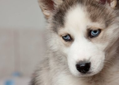 Sibirya kurt köpeği. 