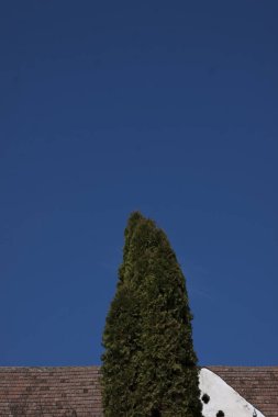 Karlı köknar ağaçlarıyla muhteşem kış harikalar diyarı.