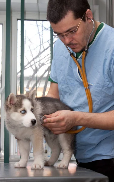 Examining Dog Vet Clinic — Zdjęcie stockowe