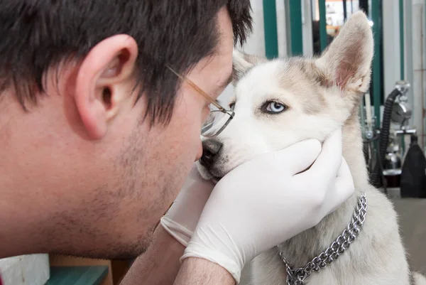 Lindo Perro Veterinario Clínica —  Fotos de Stock