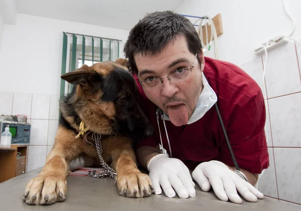 Lindo Perro Veterinario Clínica —  Fotos de Stock