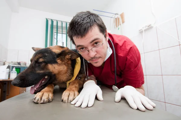 Lindo Perro Veterinario Clínica —  Fotos de Stock