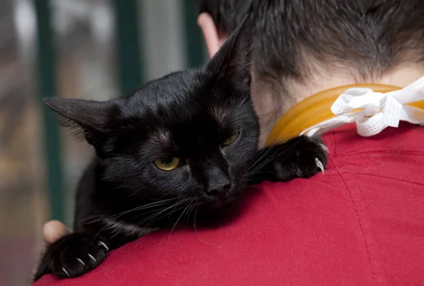 Roztomilá Malá Černá Kočka Veterinární Klinice — Stock fotografie