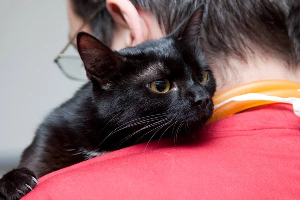 Cute Little Black Cat Vet Clinic — Stock Photo, Image