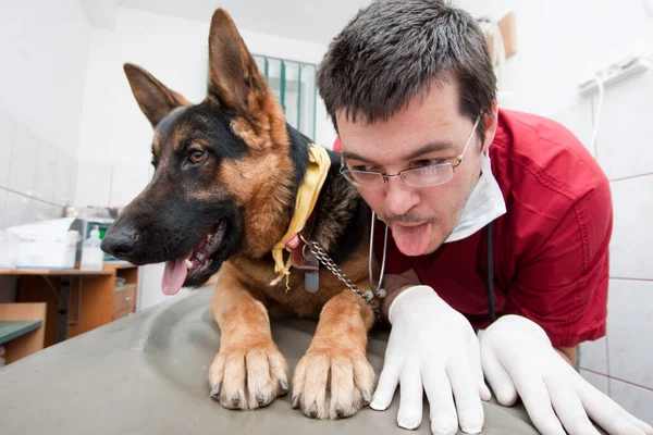 Lindo Perro Veterinario Clínica — Foto de Stock