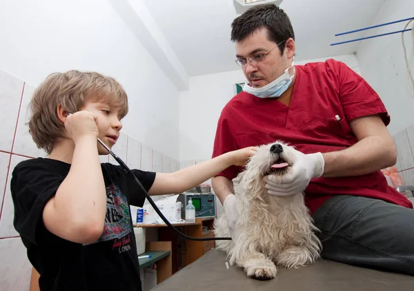 Pequeño niño sosteniendo su Westie en el veterinario —  Fotos de Stock