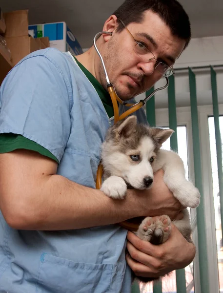 Examining Dog Vet Clinic — стоковое фото