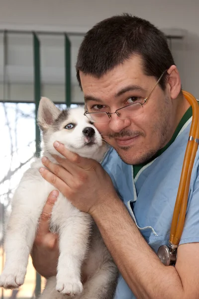 Examining Dog Vet Clinic — Fotografia de Stock