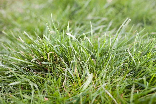 Zbliżenie Zielonego Tła Trawy — Zdjęcie stockowe