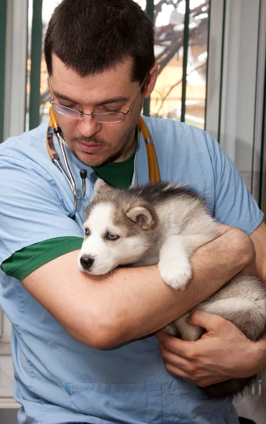 Perro Examinador Clínica Veterinaria —  Fotos de Stock