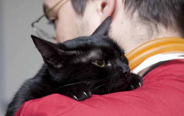 Lindo Poco Negro Gato Veterinario Clínica — Foto de Stock