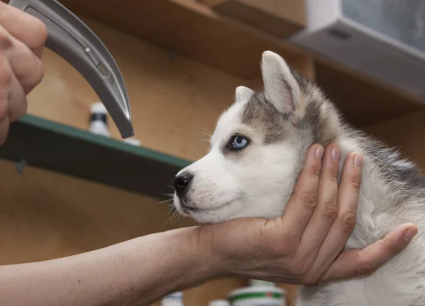 Examining Dog Vet Clinic — стоковое фото