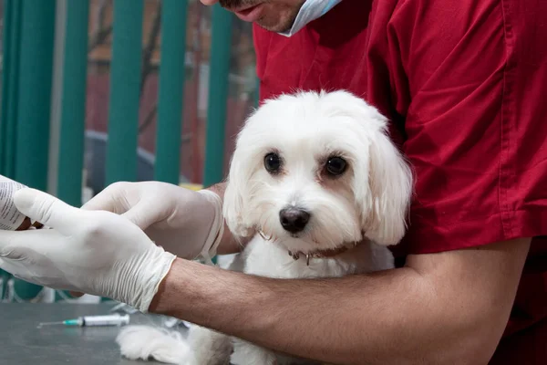 Roztomilý Bílý Pes Veterinární Klinice — Stock fotografie