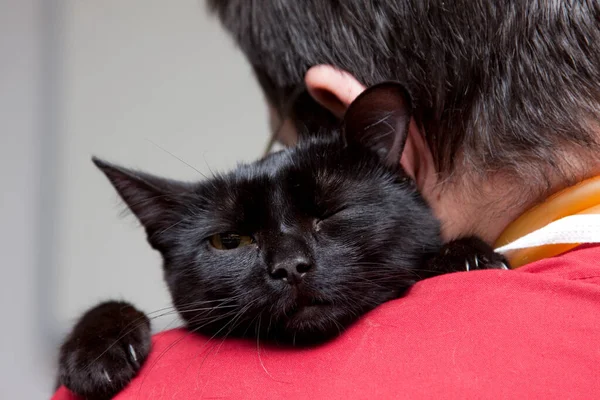 Roztomilá Malá Černá Kočka Veterinární Klinice — Stock fotografie