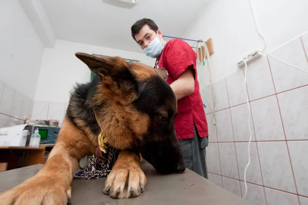 Cute Dog Vet Clinic — Photo