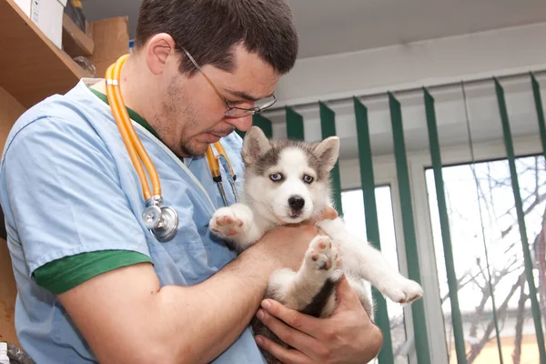 Examining Dog Vet Clinic — Fotografia de Stock