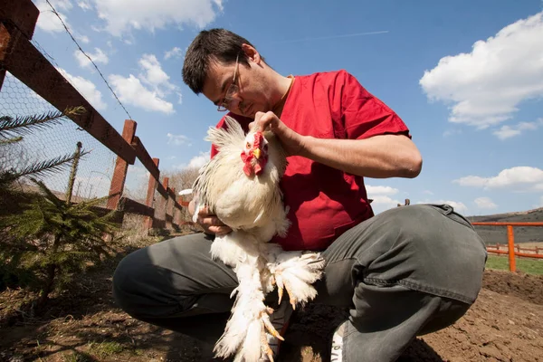 Male Vet Examining Chicken — Stock fotografie