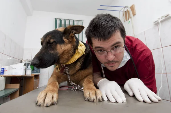 Cute Dog Vet Clinic — Fotografia de Stock