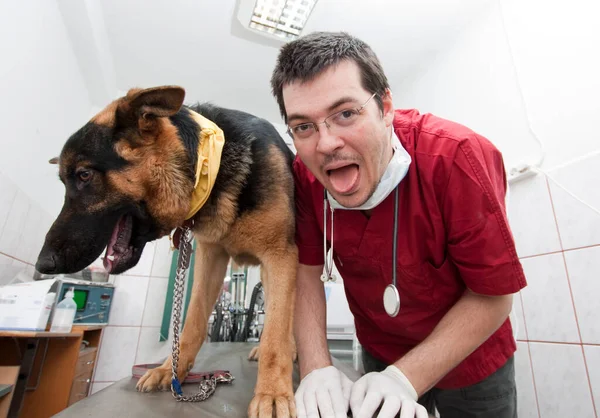 Lindo Perro Veterinario Clínica — Foto de Stock