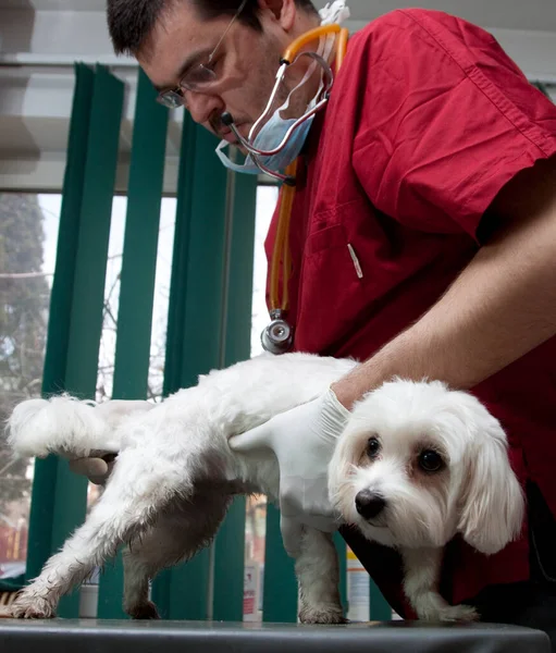 Examining Dog Vet Clinic — стоковое фото