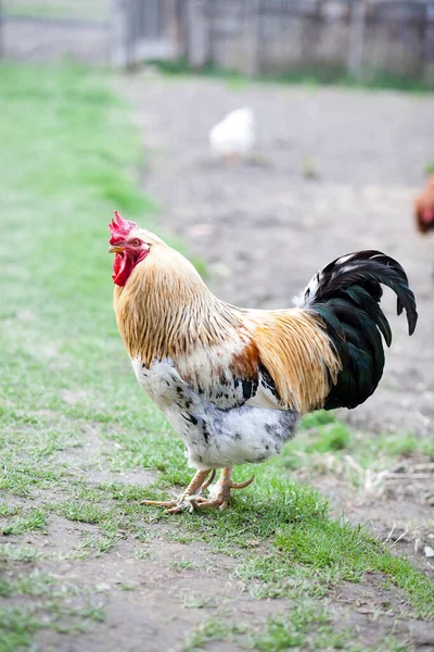 Detailní Záběr Kohouta Farmě — Stock fotografie