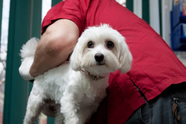 Милая Белая Собака Ветеринарной Клинике — стоковое фото