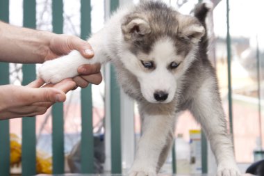 examining dog at vet clinic