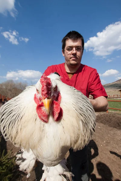 Male Vet Examining Chicken — Stock fotografie