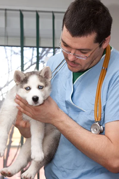 Examining Dog Vet Clinic — Fotografia de Stock