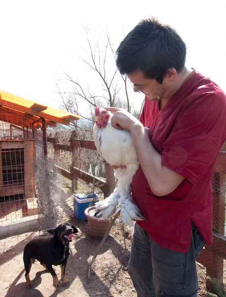 Male Vet Examining Chicken — Stock fotografie