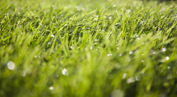 Groen Gras Achtergrond Zomer Concept — Stockfoto