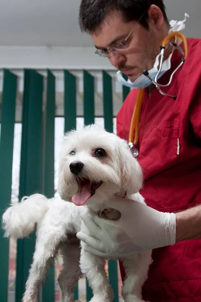 Examining Dog Vet Clinic — Foto Stock